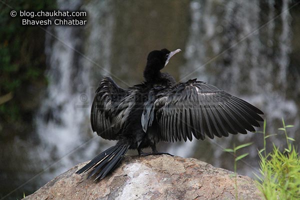 Wings of Little Cormorant [Phalacrocorax niger, Microcarbo niger] - Photography done at Okayama Garden [AKA Pu La Deshpande Garden] in Pune